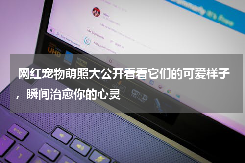  网红宠物萌照大公开看看它们的可爱样子，瞬间治愈你的心灵
