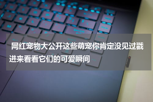  网红宠物大公开这些萌宠你肯定没见过戳进来看看它们的可爱瞬间